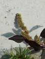 Amaranthus deflexus