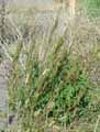 Amaranthus hybridus