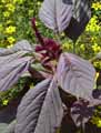 Amaranthus hypochondriacus