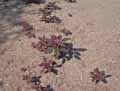 Amaranthus hypochondriacus