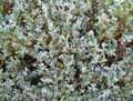 Atriplex halimus