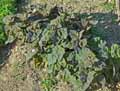 Atriplex hortensis