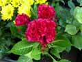 Celosia argentea Cristata