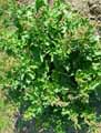Amaranthaceae-Chenopodium-bonus-henricus-Herbe-du-bon-Henri.jpg