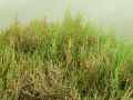 Salicornia europaea