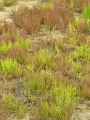 Salicornia europaea