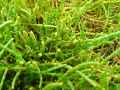 Salicornia europaea