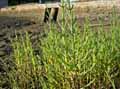 Salicornia europaea