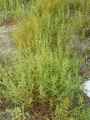 Salsola kali