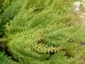Suaeda maritima