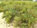 Suaeda maritima