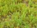 Suaeda maritima
