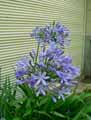 Agapanthus africanus, Agapanthus umbellatus