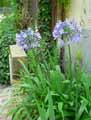 Agapanthus africanus, Agapanthus umbellatus
