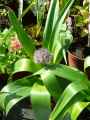 Allium Beauregard
