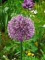 Allium Globemaster
