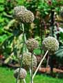 Allium Ivory Queen