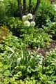 Allium Ivory Queen