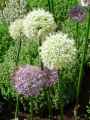 Allium Mount Everest