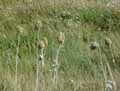 Allium ampeloprasum