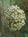 Allium ampeloprasum