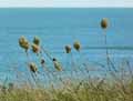 Allium ampeloprasum