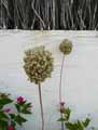 Allium ampeloprasum