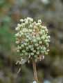 Allium ampeloprasum
