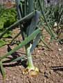 Allium cepa