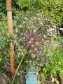 Allium christophii