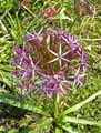 Allium christophii