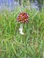 Allium lineare