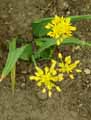 Allium moly