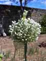 Allium polyanthum