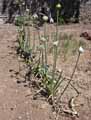 Allium polyanthum