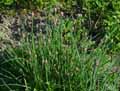 Allium schoenoprasum