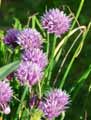 Allium schoenoprasum