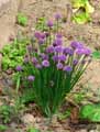 Allium schoenoprasum