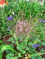 Allium schubertii