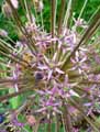 Allium schubertii