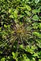 Allium schubertii