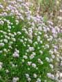 Allium senescens ssp. montanum var. Glaucum