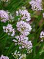 Allium senescens ssp. montanum var. Glaucum