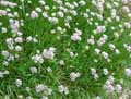 Allium senescens ssp. montanum var. Glaucum