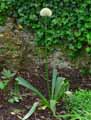Allium stipitatum, Allium hirtifolium Mount Everest