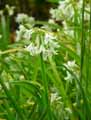 Allium triquetrum