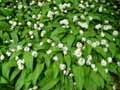 Allium ursinum