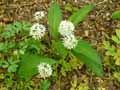 Allium ursinum