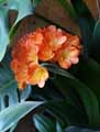 Amaryllidaceae-Clivia-miniata-Clivia-vermillon-Lis-de-Saint-Joseph.jpg