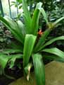 Crinum asiaticum